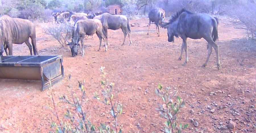 17 Bedroom Property for Sale in Koster North West